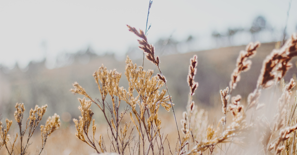 Series 1.4 When Productivity Became a Refuge