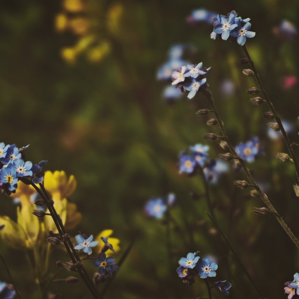 still becoming flowers