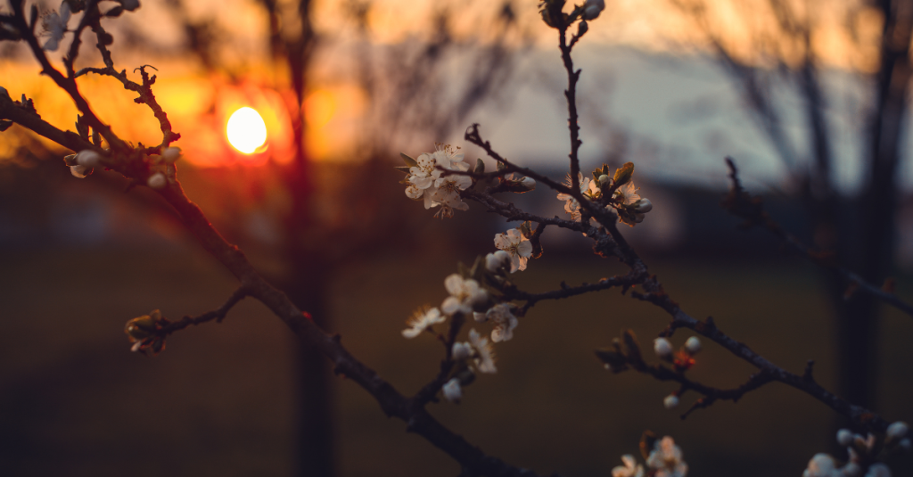 still becoming sunset